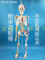 85cm Skeleton Model Human Model With Muscle Spine Nerve System Medical Teaching Educational Equipment Skeleton  Anatomy Model