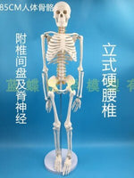 85cm Skeleton Model Human Model With Muscle Spine Nerve System Medical Teaching Educational Equipment Skeleton  Anatomy Model